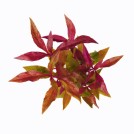 Альтернантера Рейнека (Alternanthera reineckii)