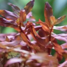 Аммания изящная (Ammannia gracilis)