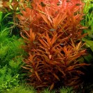 Аммания изящная (Ammannia gracilis)