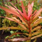 Аммания изящная (Ammannia gracilis)