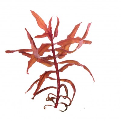 Купить - Аммания изящная (Ammannia gracilis)