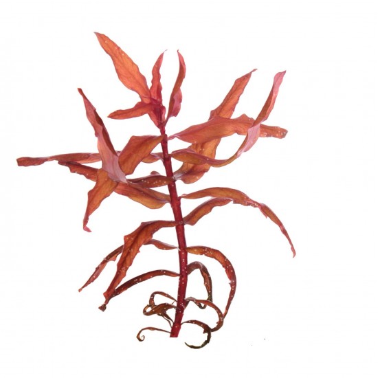 Аммания изящная (Ammannia gracilis)