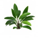 Анубіас Афцелі (Anubias Afzelii)