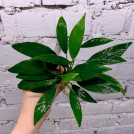 Анубіас Афцелі (Anubias Afzelii)