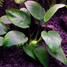 Анубиас Бартера Бартера (Anubias Barteri var. Barteri)