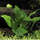 Анубиас Бартера Бартера (Anubias Barteri var. Barteri)