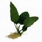Анубиас Бартера Бартера (Anubias Barteri var. Barteri)