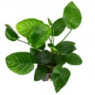 Анубиас Бартера Бартера (Anubias Barteri var. Barteri)