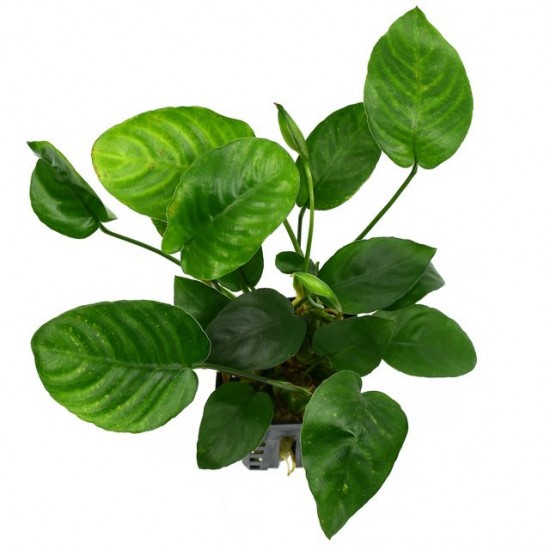 Анубиас Бартера Бартера (Anubias Barteri var. Barteri)