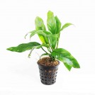 Анубиас Бартера "Глабра" мініма (Anubias barteri var. Glabra minima)