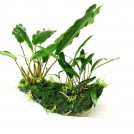 Анубиас Бартера "Глабра" мініма (Anubias barteri var. Glabra minima)