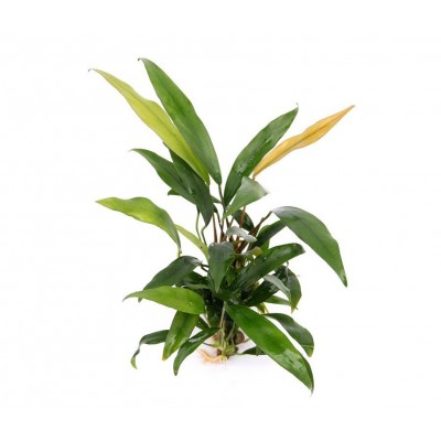 Купить - Анубиас Бартера "Глабра" мініма (Anubias barteri var. Glabra minima)