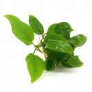 Анубиас Бартера нана (Anubias Barteri var. nana)