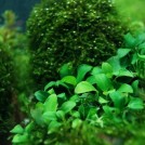 Анубиас карликовый «Бонсай» (Anubias barteri var. nana Bonsai, Anubias barteri var. nana "Petite")