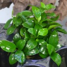 Анубиас Бартера нана (Anubias Barteri var. nana)