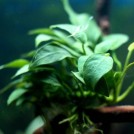 Анубиас карликовый «Бонсай» (Anubias barteri var. nana Bonsai, Anubias barteri var. nana "Petite")