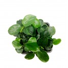 Анубиас карликовый «Бонсай» (Anubias barteri var. nana Bonsai, Anubias barteri var. nana "Petite")