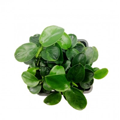 Купить - Анубиас карликовый «Бонсай» (Anubias barteri var. nana Bonsai, Anubias barteri var. nana "Petite")