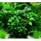 Анубиас карликовый «Бонсай» (Anubias barteri var. nana Bonsai, Anubias barteri var. nana "Petite")