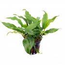 Анубіас Kruising minima (Anubias Kruising minima)