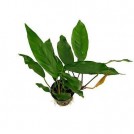 Анубіас Kruising minima (Anubias Kruising minima)