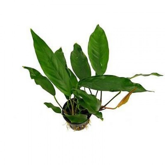Анубіас Kruising minima (Anubias Kruising minima)