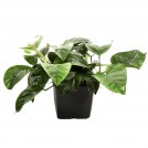 Анубіас Бартера Каладіфолія (Anubias barteri var.Сaladiifolia)