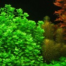 Бакопа каролинская (Bacopa caroliniana)