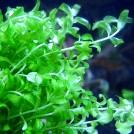 Бакопа каролинская (Bacopa caroliniana)