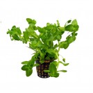 Бакопа каролинская (Bacopa caroliniana)