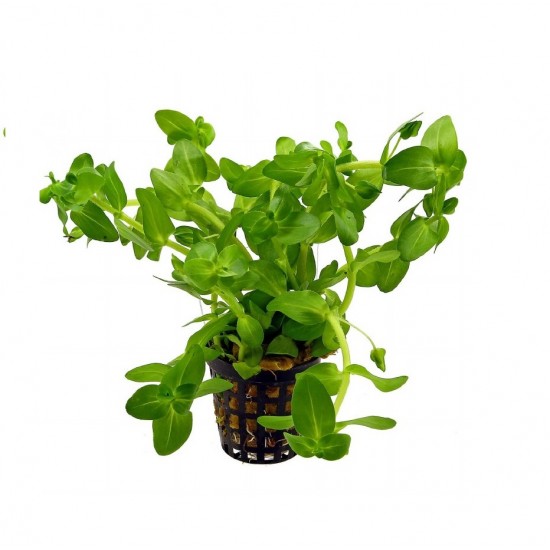 Бакопа каролинская (Bacopa caroliniana)