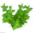 Бакопа каролинская (Bacopa caroliniana)