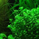 Бакопа Моньє або дрібнолистна (Bacopa monnieri)