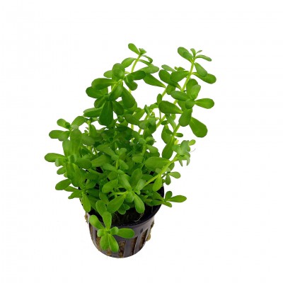 Купить - Бакопа Монье или мелколистная (Bacopa monnieri)