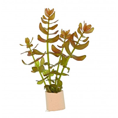 Купить - Бакопа Колората (Bacopa sp. «Colorata») 