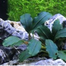 Буцефаландра Black Angel (Bucephalandra sp. Black Angel)