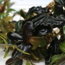 Буцефаландра Black Angel (Bucephalandra sp. Black Angel)
