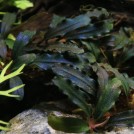 Буцефаландра Black Angel (Bucephalandra sp. Black Angel)