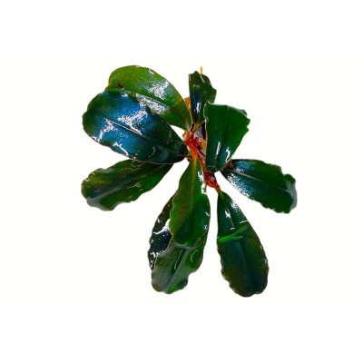 Купить - Буцефаландра Black Angel (Bucephalandra sp. Black Angel)