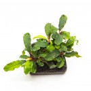 Буцефаландра Black Pearl aka Odin (Bucephalandra sp. Black Pearl aka Odin)