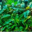 Буцефаландра Black Pearl aka Odin (Bucephalandra sp. Black Pearl aka Odin)