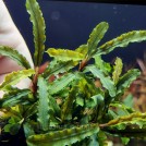 Буцефаландра Blue Gaia (Bucephalandra sp. Blue Gaia)