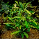 Буцефаландра Blue Gaia (Bucephalandra sp. Blue Gaia)