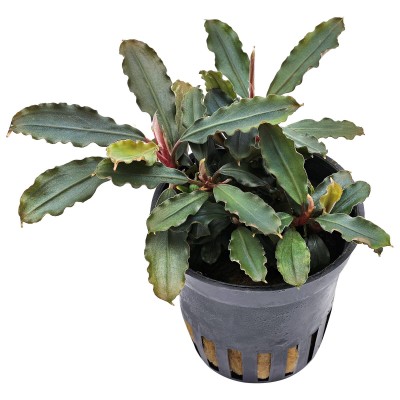 Купить - Буцефаландра Blue Green (Bucephalandra sp. Blue Green)