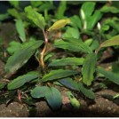 Буцефаландра Blue Green (Bucephalandra sp. Blue Green)