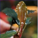 Буцефаландра Brownie Pixy (Bucephalandra sp. Brownie Pixy)
