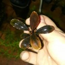 Буцефаландра Brownie Pixy (Bucephalandra sp. Brownie Pixy)