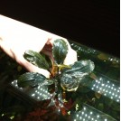 Буцефаландра Brownie Pixy (Bucephalandra sp. Brownie Pixy)