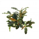 Буцефаландра Brownie Pixy (Bucephalandra sp. Brownie Pixy)