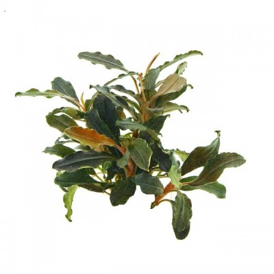 Купить - Буцефаландра Brownie Pixy (Bucephalandra sp. Brownie Pixy)